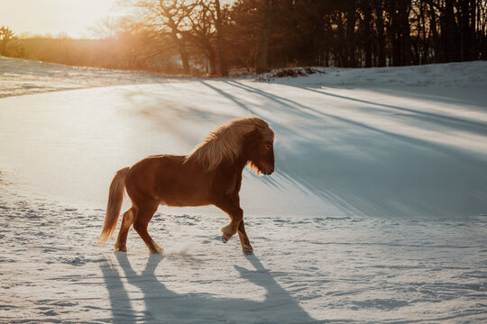 Icelandic horse trots across a snowy field at golden hour