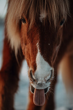 Funny horse sticks its tongue out with snow on its muzzle