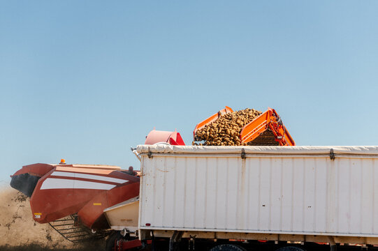 Harvesting equipment transfers freshly dug potatoes into a truck.