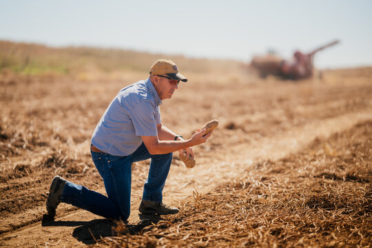 Farmer kneels in a harvested field while inspecting potatoes.