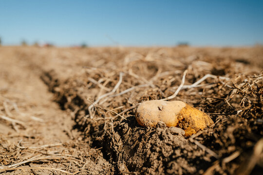 Fresh potato sits exposed in dry soil during harvest.