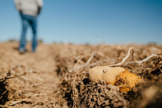 Freshly harvested potato rests in the soil with farmer in background.
