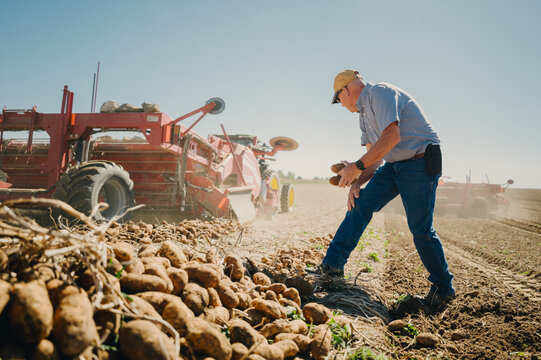 Farmer inspects potatoes during a sunny afternoon harvest.