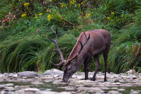 Red Deer - Cervus elaphus, large beautiful iconic animal from European forests and meadows, Poland.