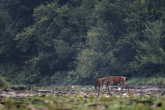 Red Deer - Cervus elaphus, large beautiful iconic animal from European forests and meadows, Poland.