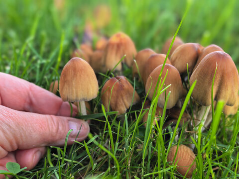 Cluster of wild brown mushrooms in green grass, human hand touching mushroom closeup