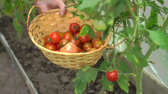 Senior hands picking ripe cherry tomatoes from vine into bucket in greenhouse in autumn. Organic homegrown harvest on backyard garden. Eco-friendly farming, self-sufficiency and fall crop concept.