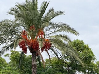 Canary island date palm displaying abundant ripening fruit, symbolizing tropical and holiday destinations under a cloudy sky in calvia, balearic islands © Tetyana