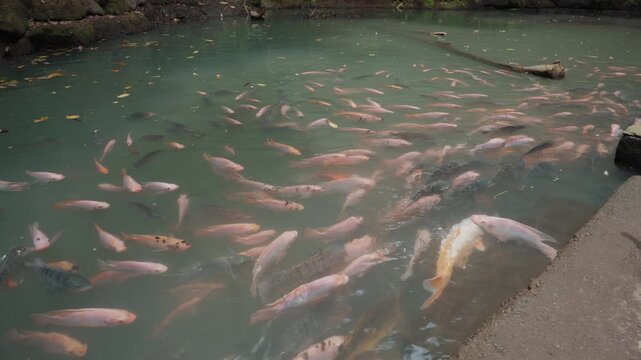 Ducks and Geese Entering and Swimming in a Koi Fish Pond in Slow Motion at Ulu Petanu Waterfall, Bali, Indonesia