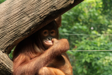 cute young Borneon orangutan sitting under a log in the jungle, playfully putting its hand near its mouth.( © Scorpii