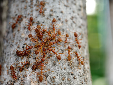 Close-up of red weaver ants gathered on a textured tree trunk. Perfect for teamwork, unity, cooperation, wildlife biology, nature, and insect behavior concepts.