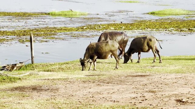 Water buffalo grazing wetland grass beside shallow muddy water, peaceful wildlife herd of gnu animal mammal with curved horn feeding across green vegetation under bright daylight in natural landscape