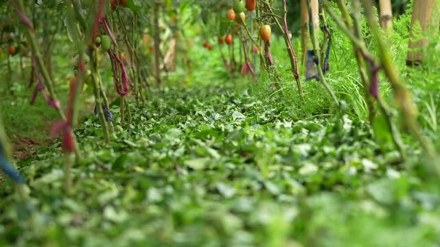 Lush green ground cover plants and intercropped vegetables under staked tomato vines in organic farm