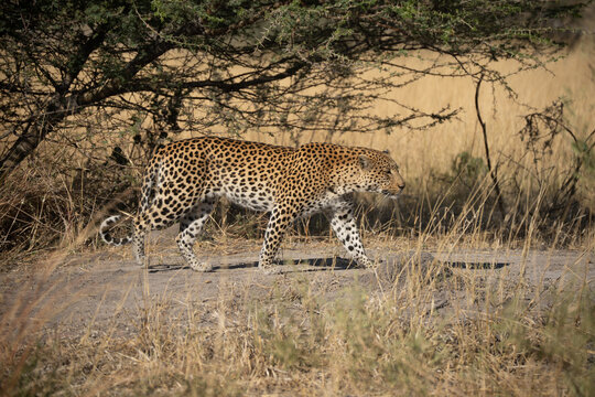 leopard looking for prey in African savanna botswana  (Panthera pardus)