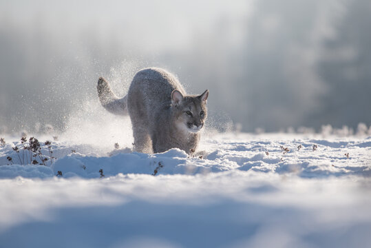 Cougar (Puma concolor), also commonly known as the mountain lion, puma, panther, or catamount. is the greatest of any large wild terrestrial mammal in the western hemisphere.