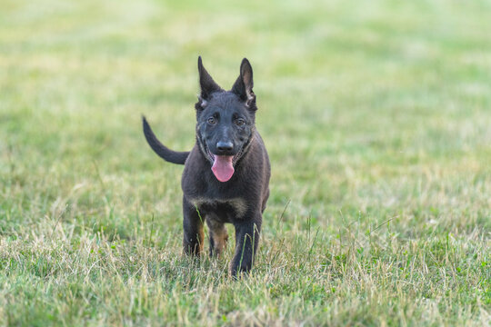 Alert black german shepherd dog sitting upright in a green grassy field during daytime outdoors