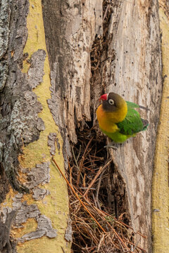 parrot (Agapornis fischeri) nuzzle each other, Ngorongoro Conservation Area, Tanzania