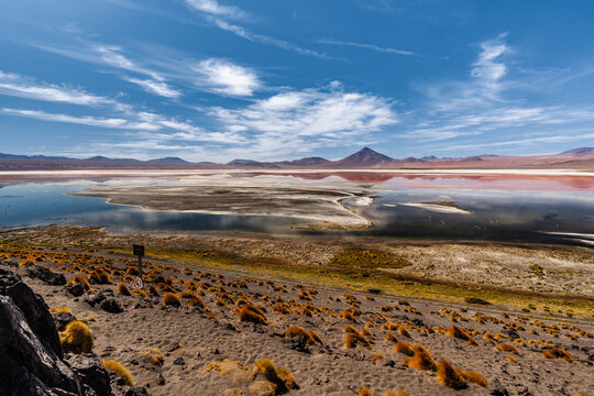 Panorama with a few hundred James and Chilean flamingos in the Canapa Lagoon in the Andes mountain range near the Uyuni salt flat, Bolivia.
