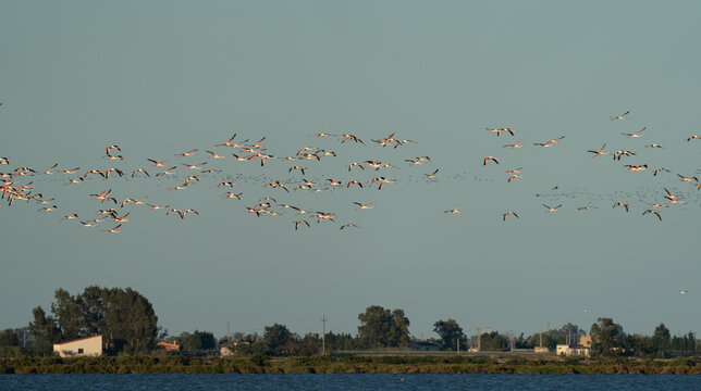 Flock of flamingos migrating over coastal wetland village