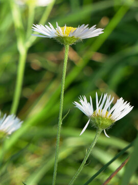 Two white wildflowers with yellow centers stand tall in green grass, with more flowers blurred in the background.