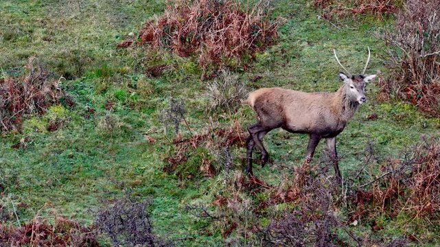 Lonely red deer pricket during the rut in County Donegal, Ireland