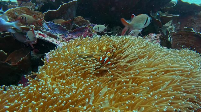 View of Sauwandarek coral reef with colorful tropical fish swimming among vibrant coral formations and sea anemones in the clear water of Raja Ampat, Southwest Papua, Indonesia.
