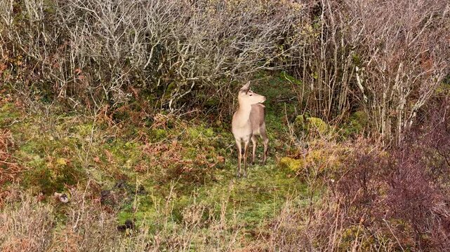 Lonely red deer hind during the rut in County Donegal, Ireland