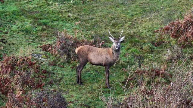 Lonely red deer pricket during the rut in County Donegal, Ireland