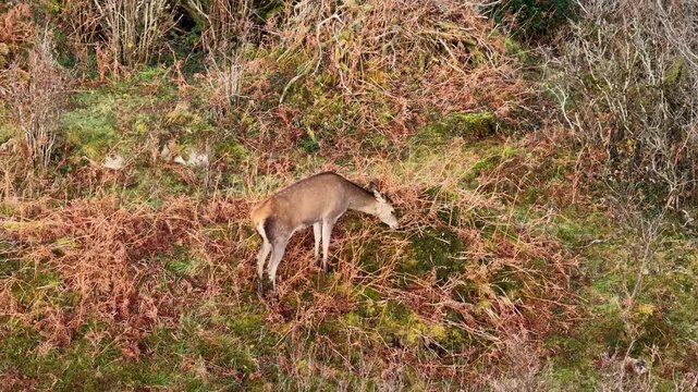Lonely red deer calf during the rut in County Donegal, Ireland