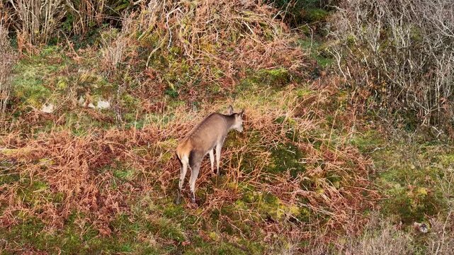 Lonely red deer calf during the rut in County Donegal, Ireland