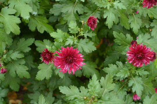 Magenta-colored flowers of spoon Chrysanthemums in November