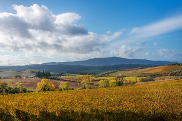 Naklejka premium Golden Autumn Vineyard in Castellina in Chianti Tuscany
