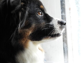A close-up profile portrait of a beautiful tricolor herding dog looking intently out of a window, showcasing its bright amber eyes and expressive face in natural light. © catf
