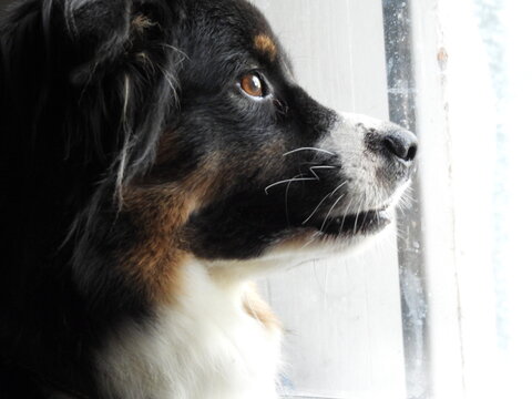 A close-up profile portrait of a beautiful tricolor herding dog looking intently out of a window, showcasing its bright amber eyes and expressive face in natural light.