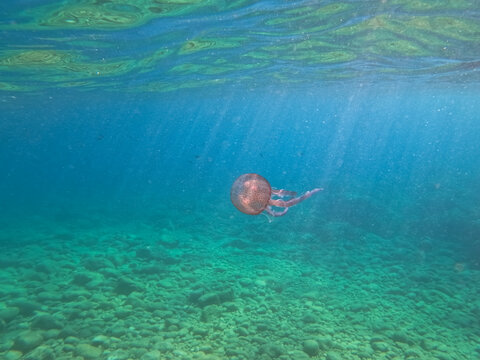Pelagia noctiluca mauve stinger jellyfish swimming in clear turquoise water over rocky seabed with sun rays in Mediterranean Sea France