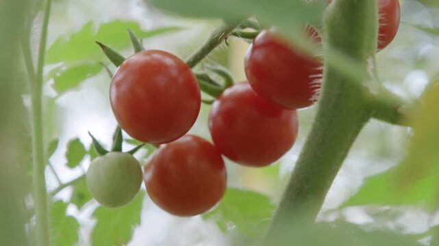 Close-up of ripe red cherry tomatoes and one green tomato hanging from a fuzzy vine in a sunlit garden, with soft focus leaves framing the cluster.