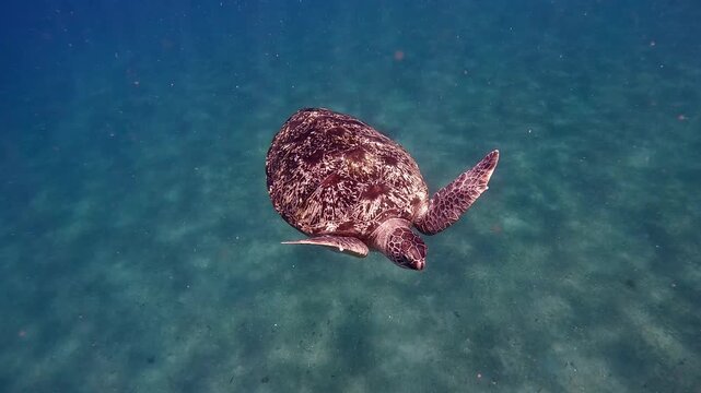 Leading shot diving pov showing a green sea turtle (chelonia mydas) with white specks coloring approaching closer before turning to dive deeper into glittering blue waters. Dauin, Philippines