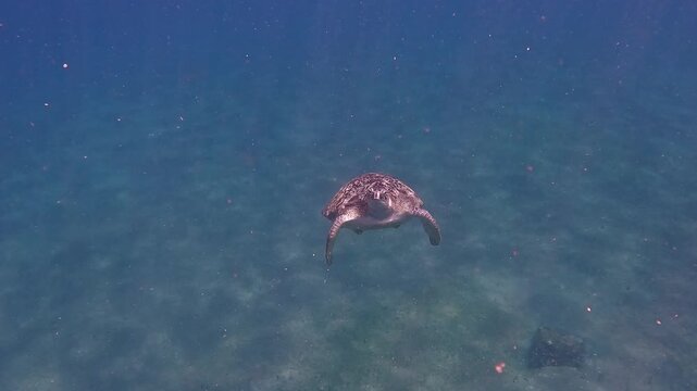 Diving pov leading shot showing a solitary green sea turtle (Chelonia mydas) curiously approaching from the depths of the blue water glittering with planktons. Dauin, Philippines