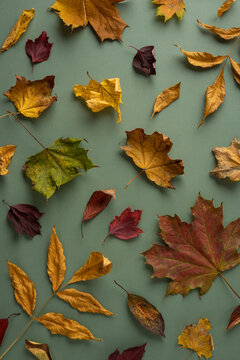 Autumn leaves and Thanksgiving colors arranged flat on vertical green textured background