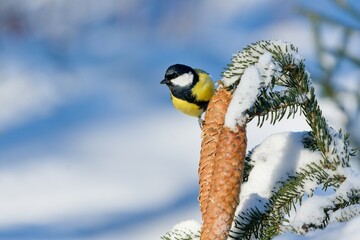 Winter scene with a cute great tit. Parus major. A cute colorful titmouse in snowy winter forest.  A beautiful great tit sits on a snowy spruce twig with cones.  © Monikasurzin