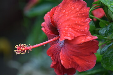 Macro close-up of a vibrant red hibiscus flower covered with fresh raindrops, highlighting its long stamen and rich petals against lush green foliage. © MDAL
