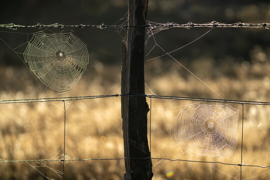 Spiderweb in the morning in Sierra de la Culebra, Zamora, Spain