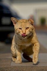 A homeless orange cat with scars on its face, looking strong and formidable. © Phannasit