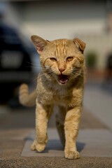 A homeless orange cat with scars on its face, looking strong and formidable. © Phannasit