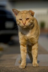 A homeless orange cat with scars on its face, looking strong and formidable. © Phannasit