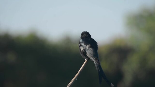 Black Drongo Perched on Bamboo Stick Looking Around in Sunlight