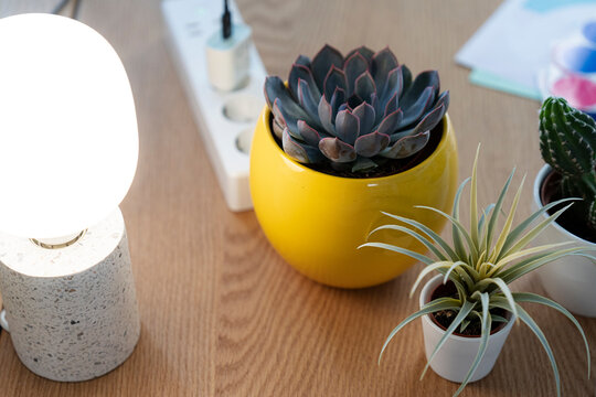 An office desk features a glowing modern lamp, a power strip, and several small potted succulents. Green plants decorate the wooden workspace to create a cozy environment.