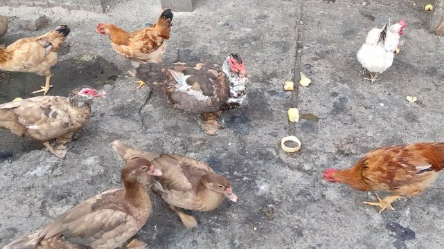 Flock of chickens and Muscovy ducks feeding on vegetable peels on concrete ground