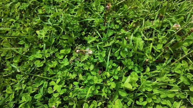 Overhead View of Dandelion Clock in Green Clover Meadow
