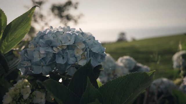 Hydrangea blooms creating natural floral garden on azores island